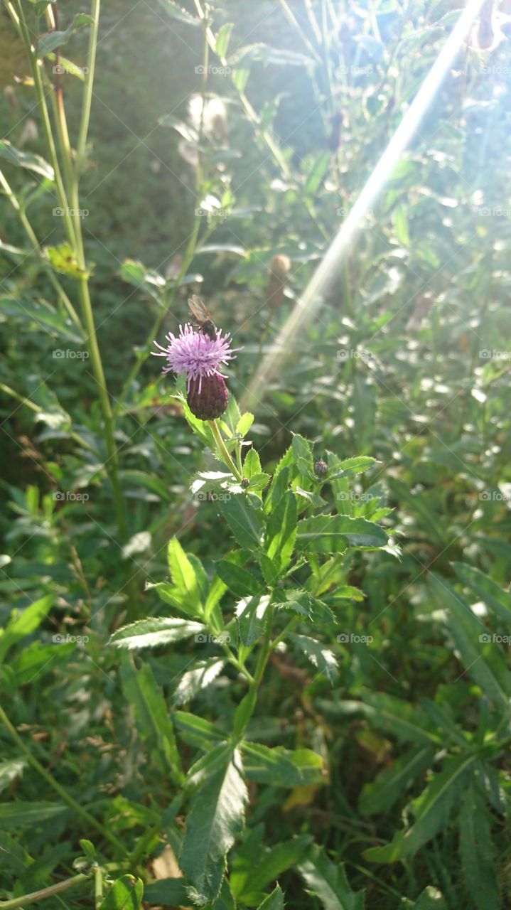 wildflower in the morning sunlight