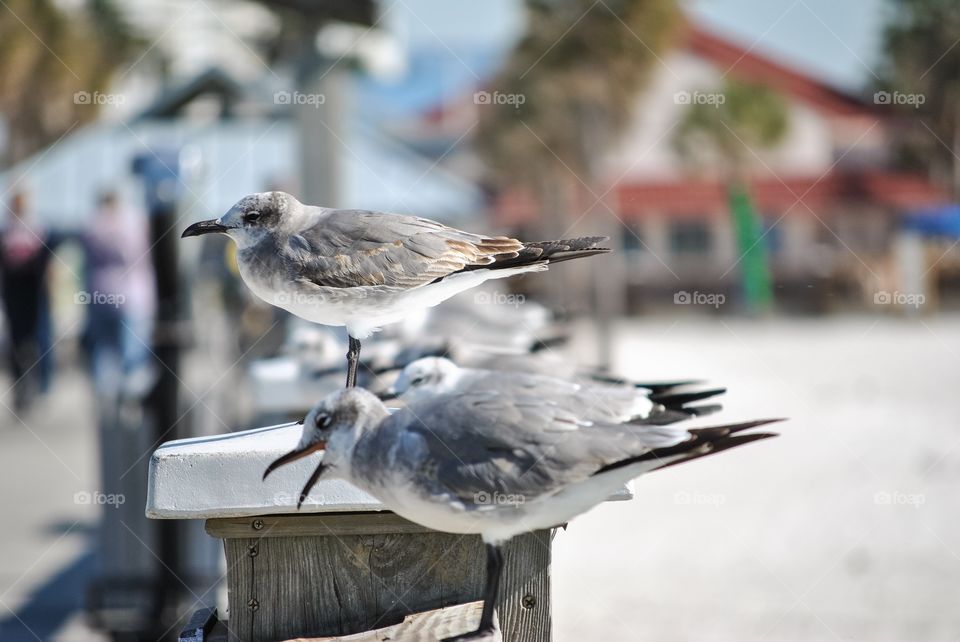 Sea gull with beak open squawking on pier
