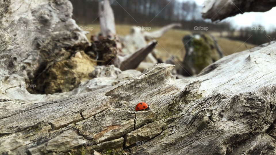 ladybug exploring the wood world