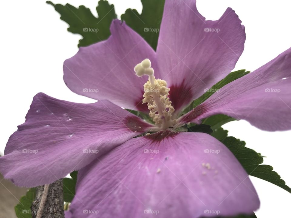 Violeta en flor 