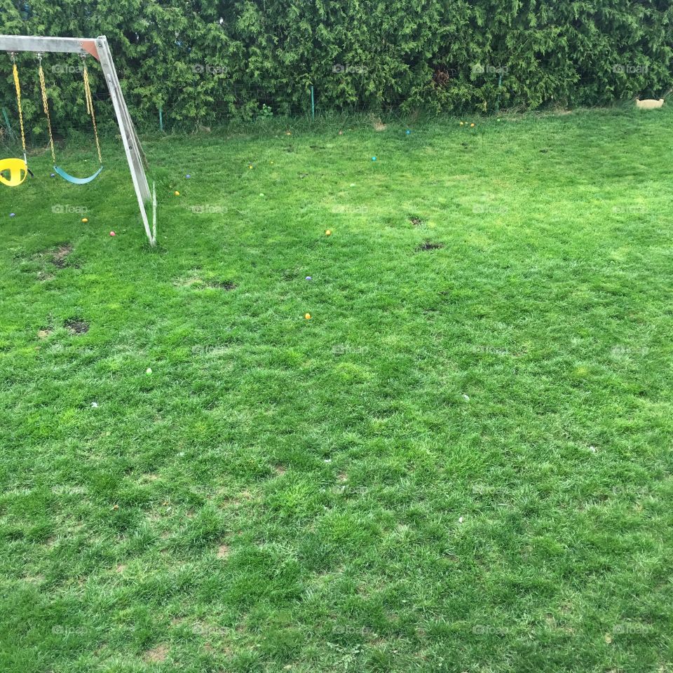 Easter eggs in the grass 