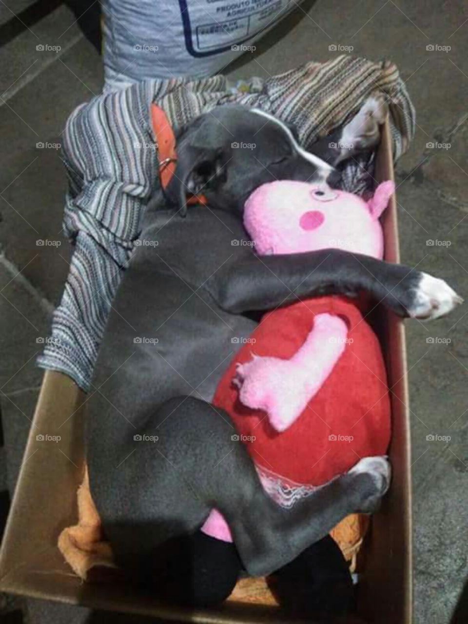 Cachorro 🐩🐕🐶