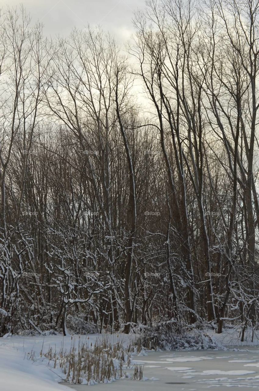 cold/trees/landscape