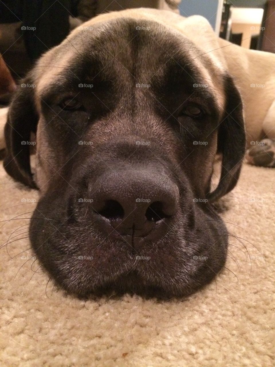 Mastiff