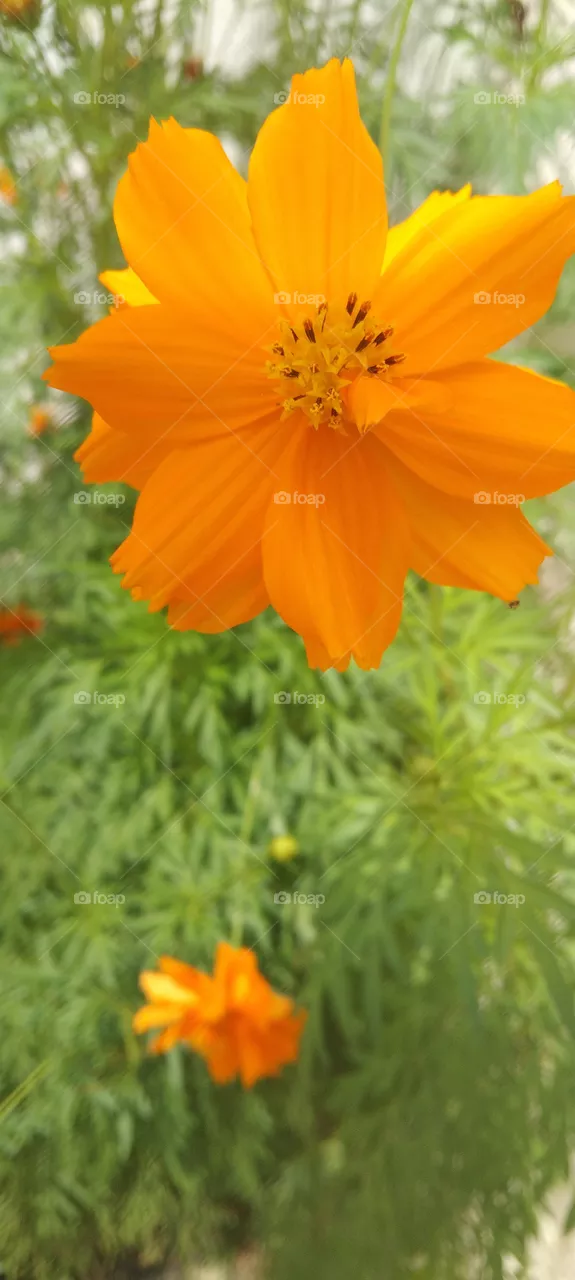 portrait of a plant