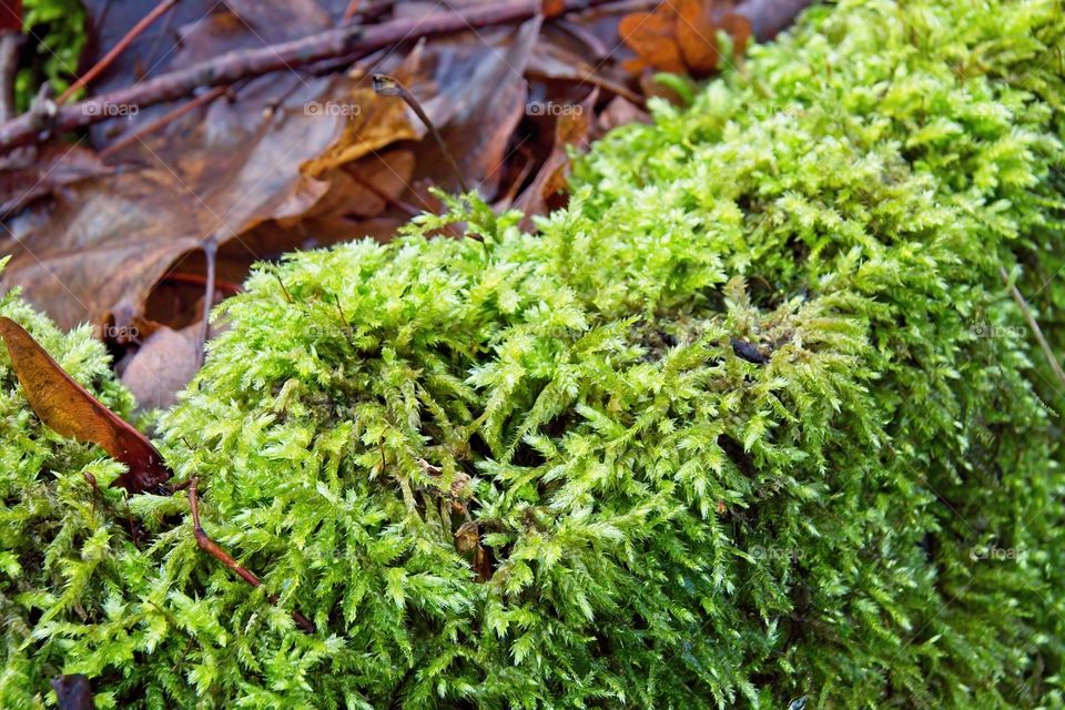 green moss on tree trunk
