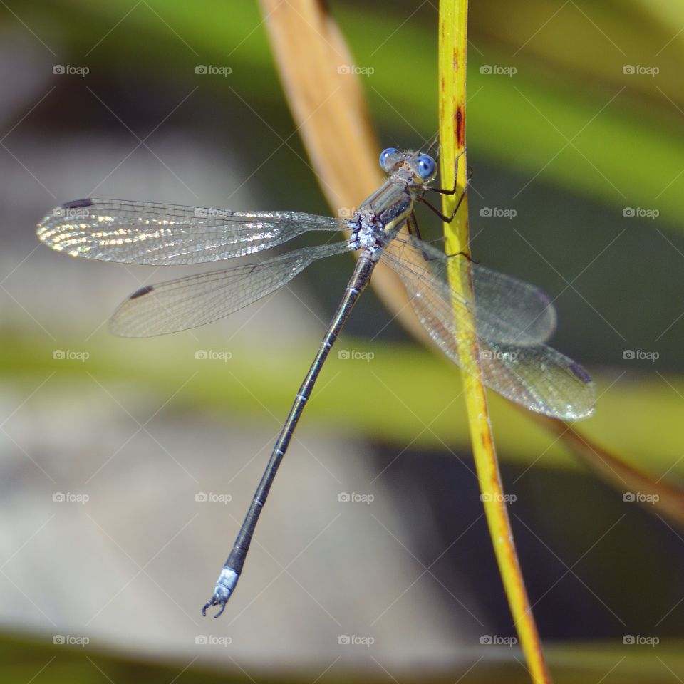 Dragonfly 