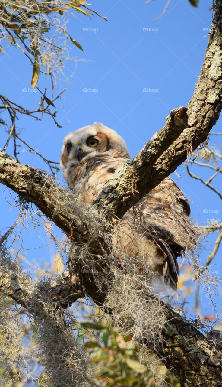 Great Horned owlet 