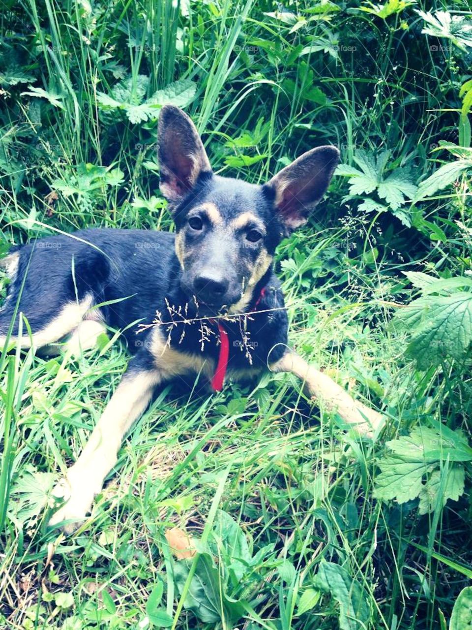 when he was little he love to play inside long grass