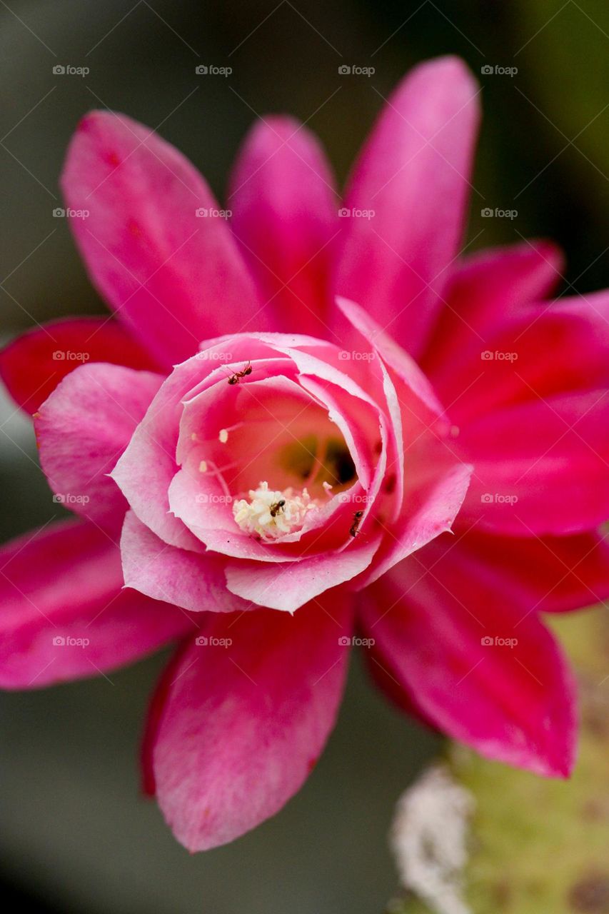 A Pink flower of a succulent plant with little ants on it.