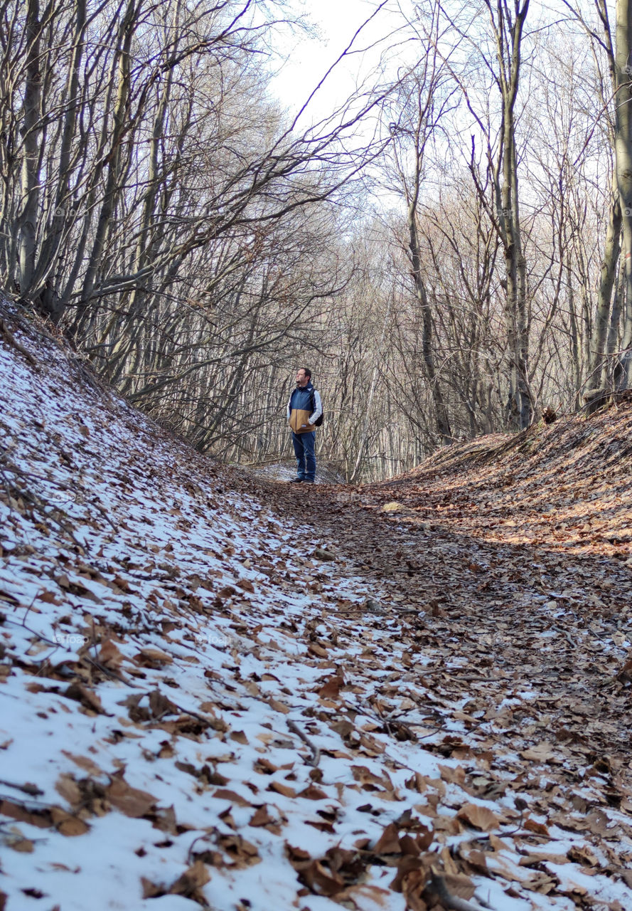 Winter walk in the woods