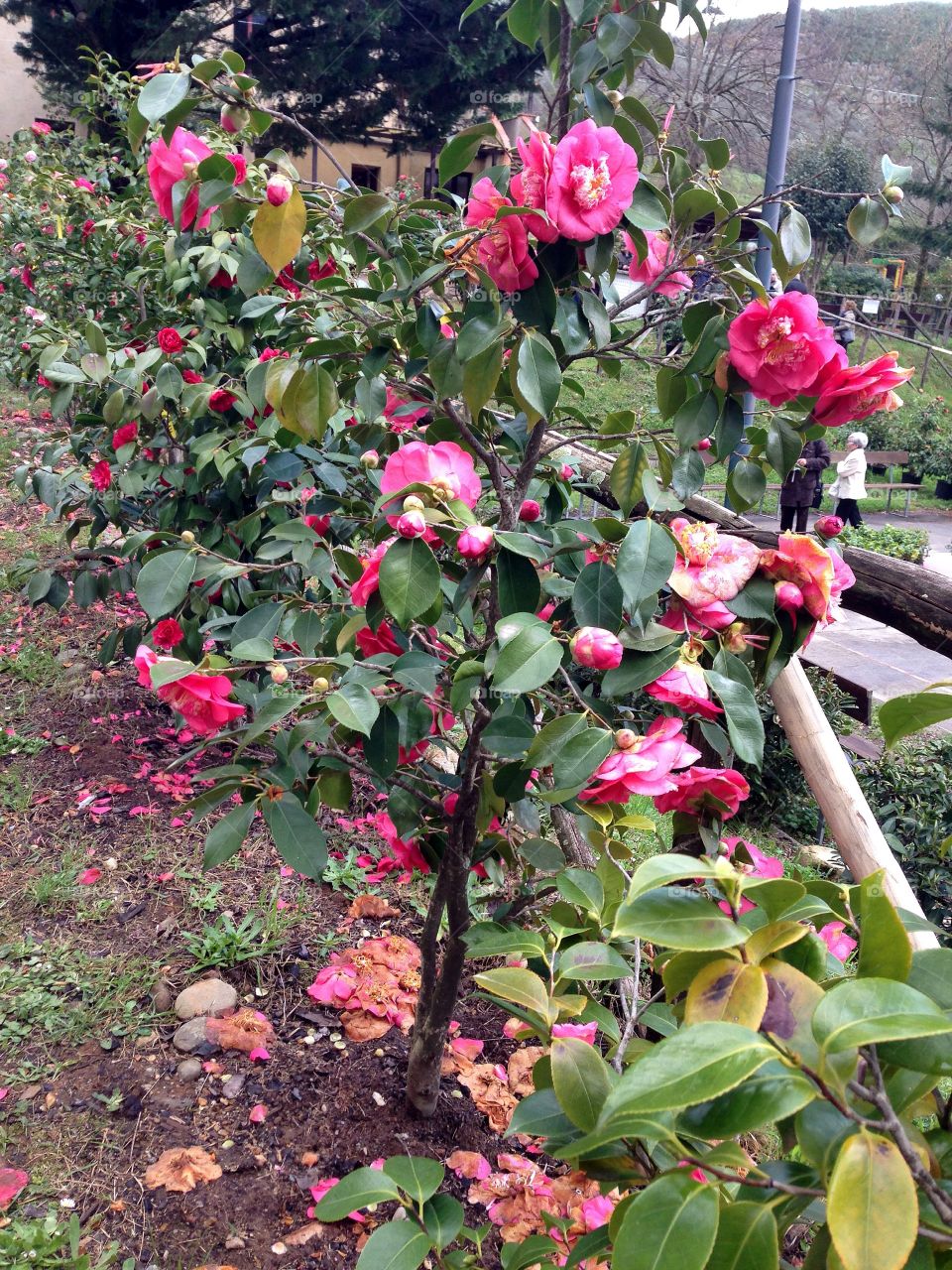 Camelie Pieve di Compito Lucca