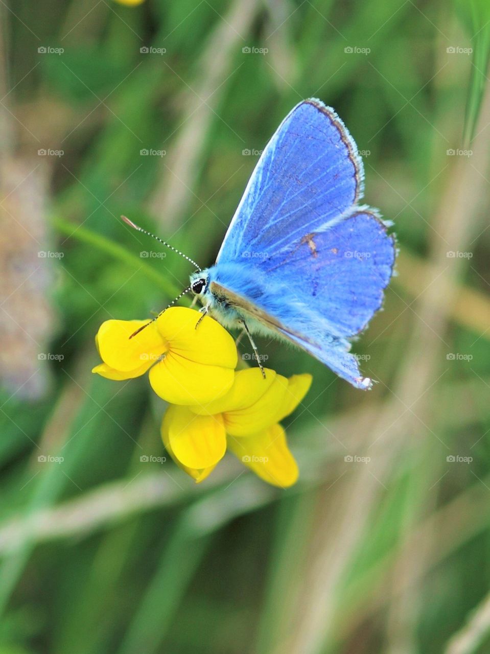 Small blue butterfly on a bright yellow trefoil in Lloyd Park, London 