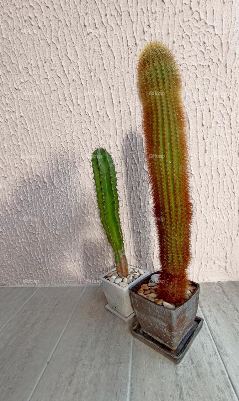 cactus flowers house plants in pots on a wall background