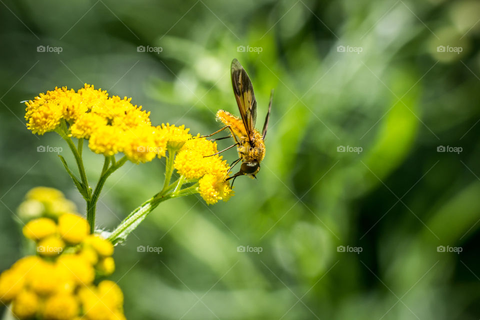 bug on yellow flower