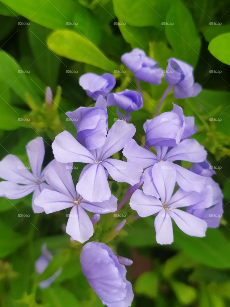 flower of purple color 🌺🌺 cool plant 🌹 beautiful flower can be used in nature related purpose 🥰🥰🌼🌺