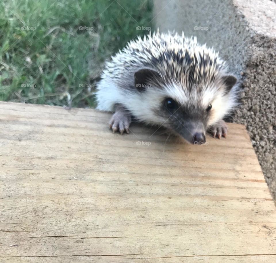 Hedgehog 
