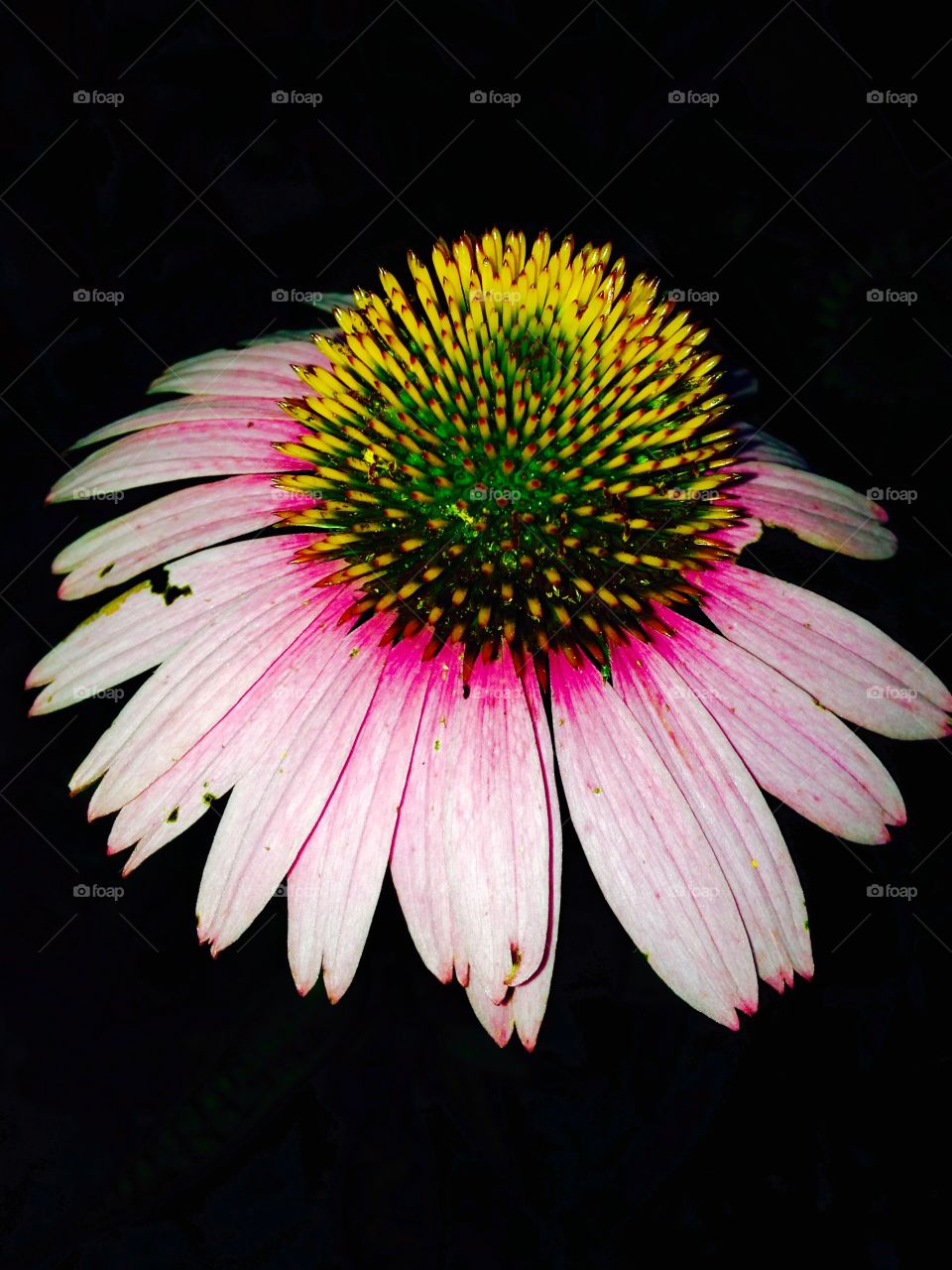 Coneflowers Pink, Floating. Took this pic after late afternoon. It looks like the flower is floating in the darkness.