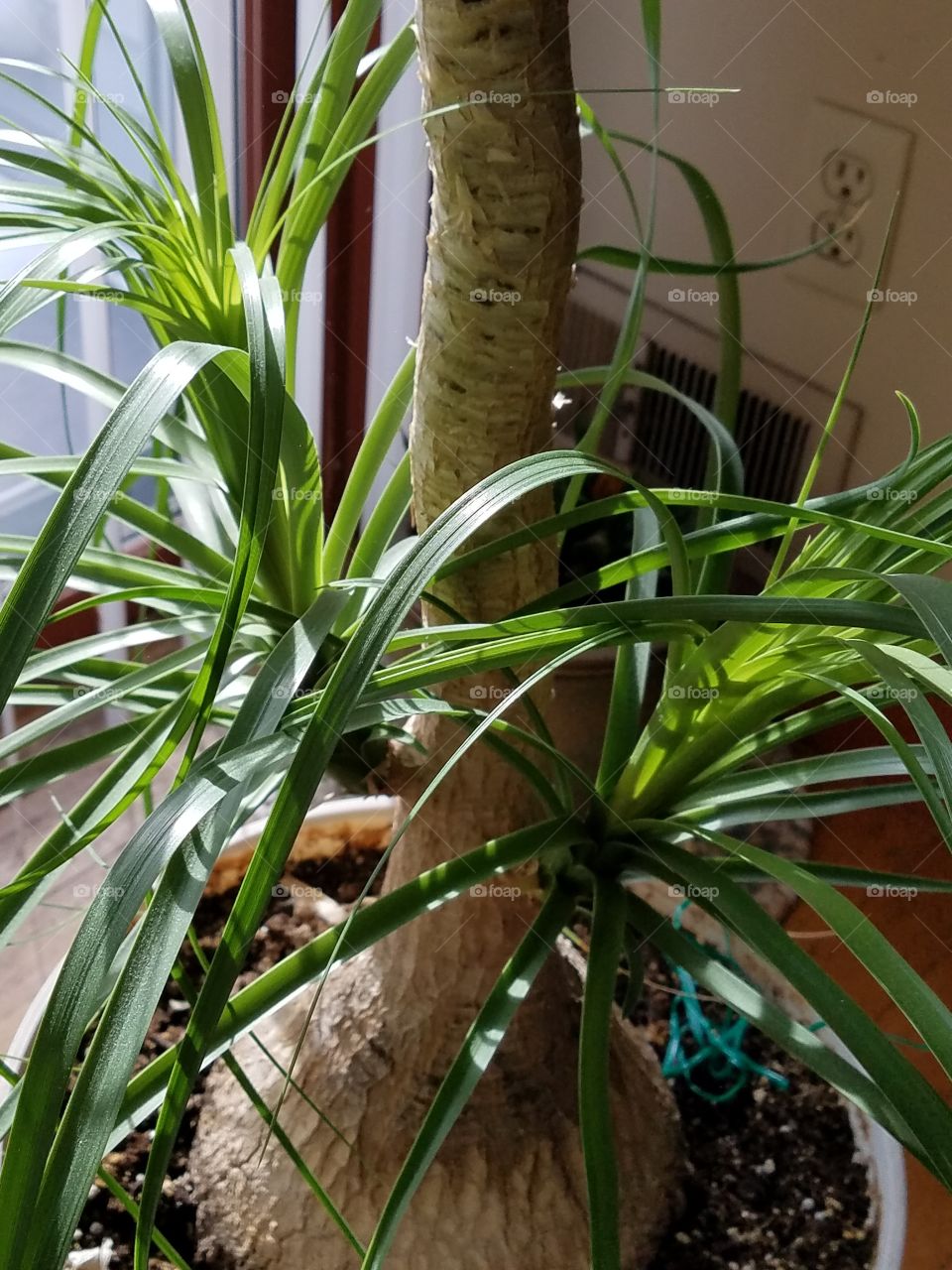Bottom of Elephant Palm, leaves