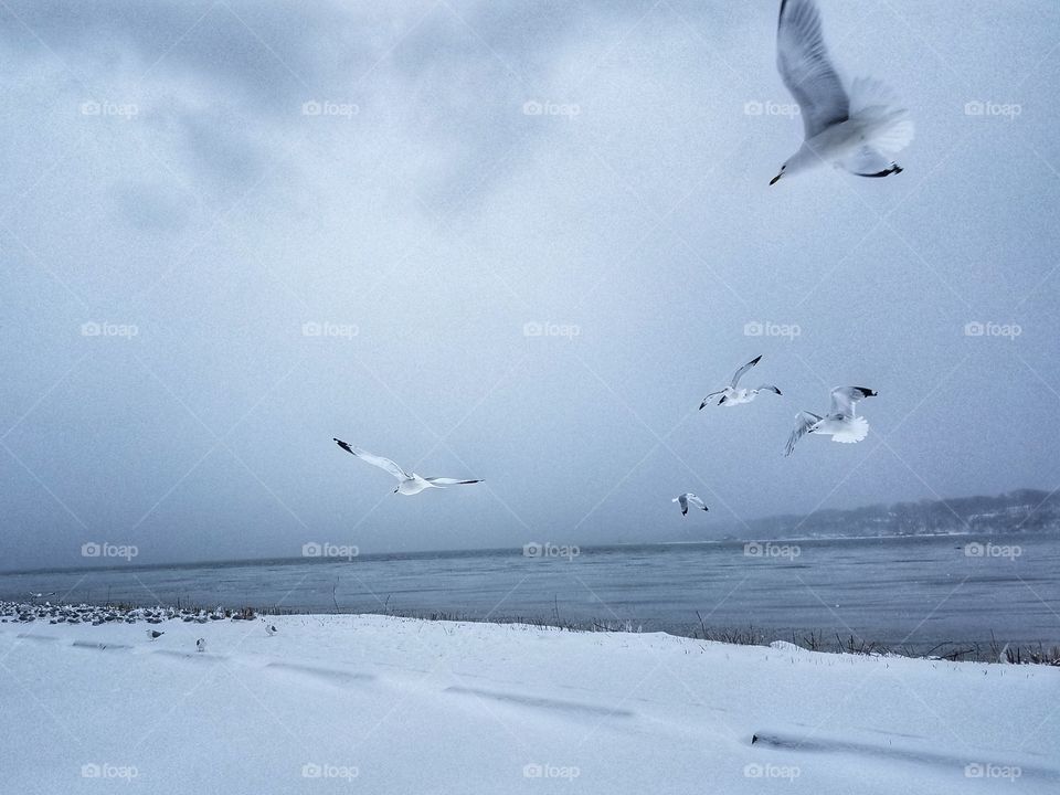 Seagulls on a snowy day