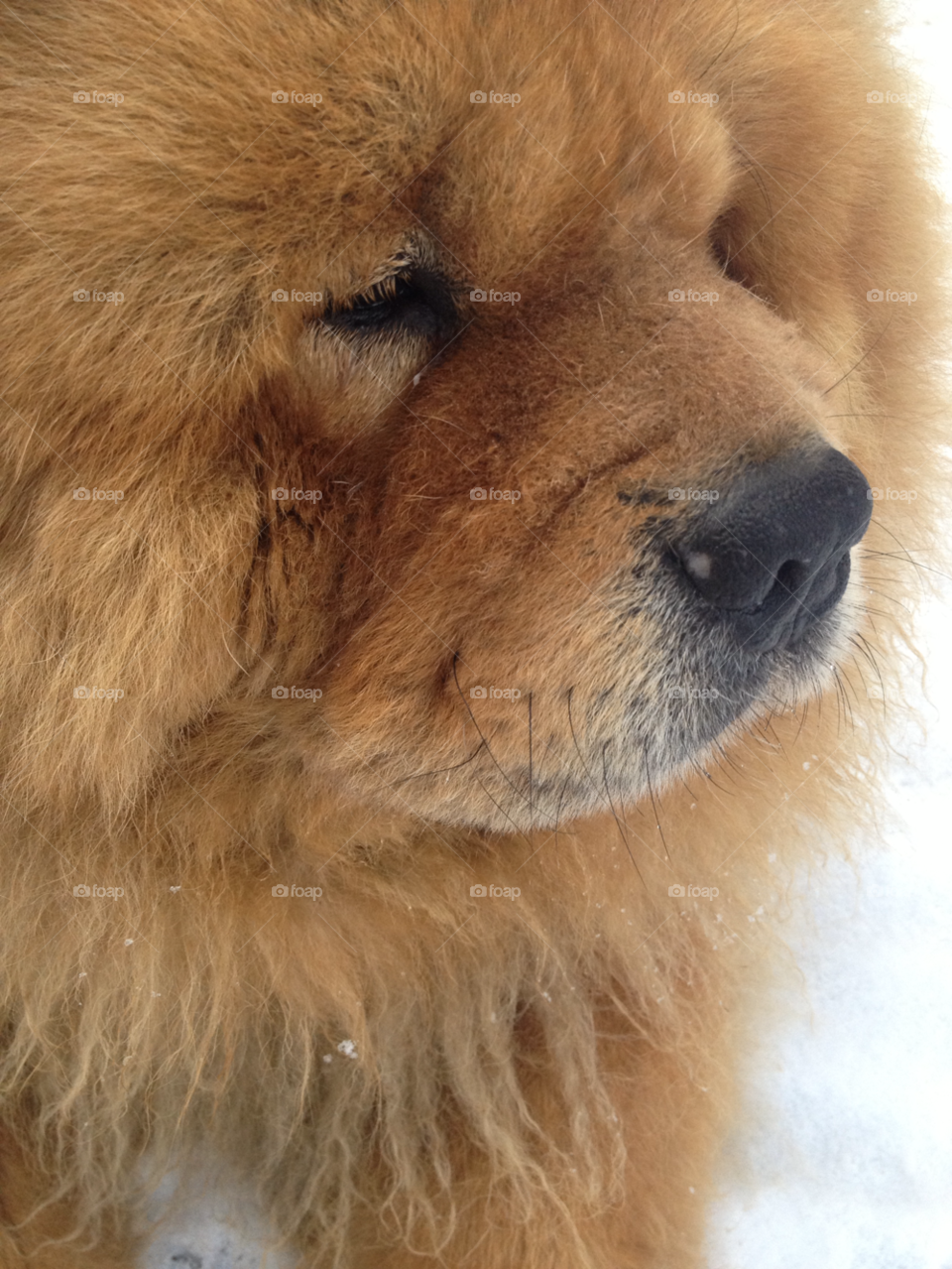 friend winter chinese dog by PiaPising