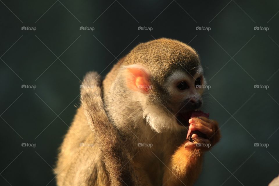 Monkey 