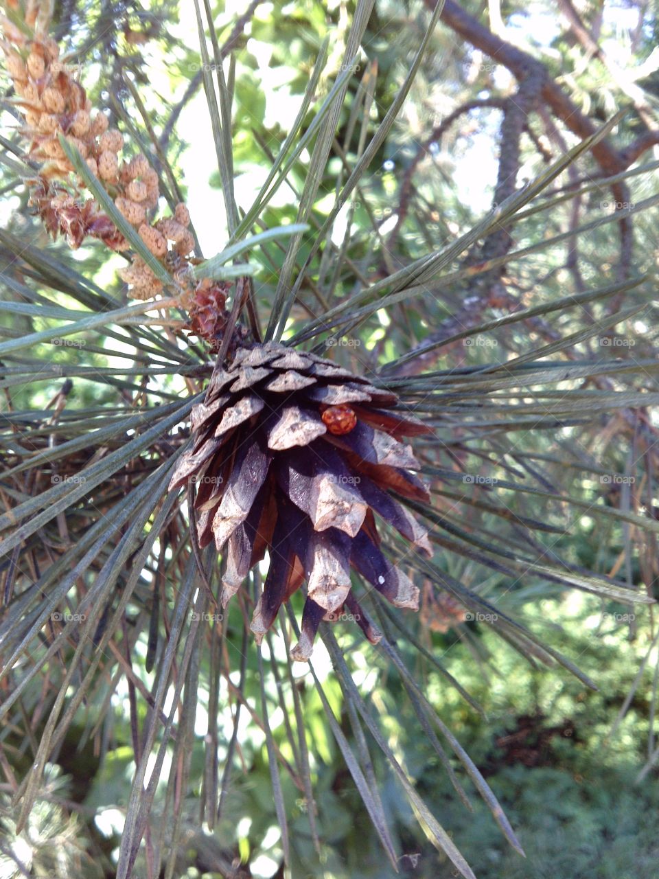 Pine cone. pine tree