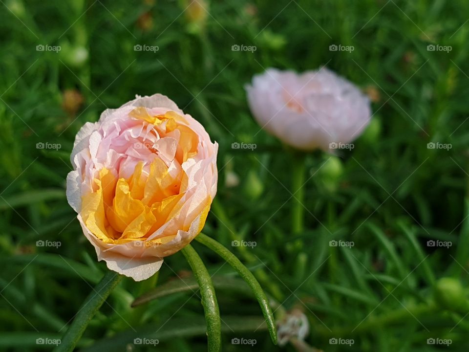 my beautiful Portulaca grandiflora