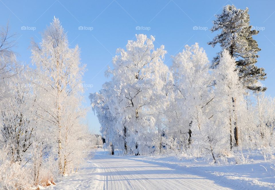 View of forest in winter