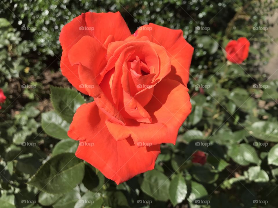 A variety of rose but this orangey red bloom is quite simply ‘magnificent.’