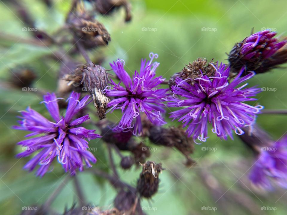 Thistle purple flower 