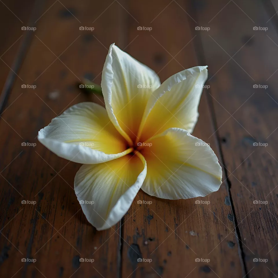 white flower on wooden board
