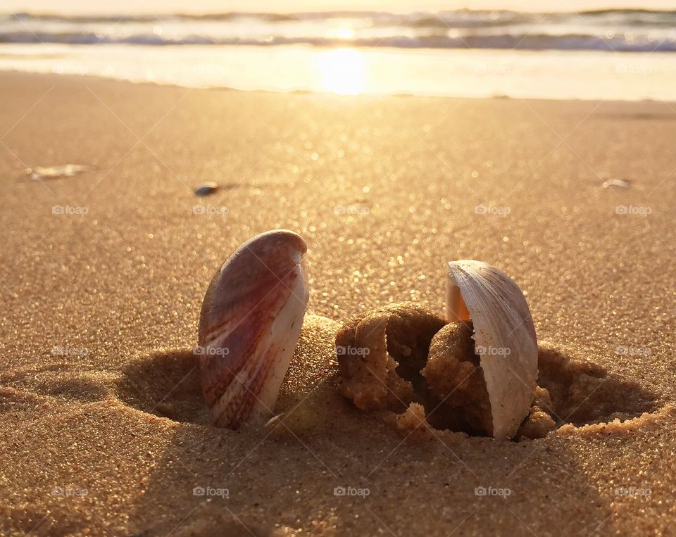 Seashells 