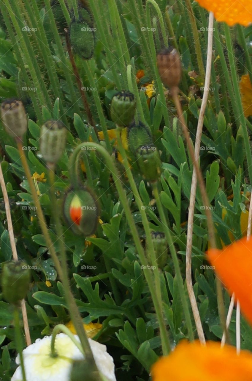Orange flower bud in field