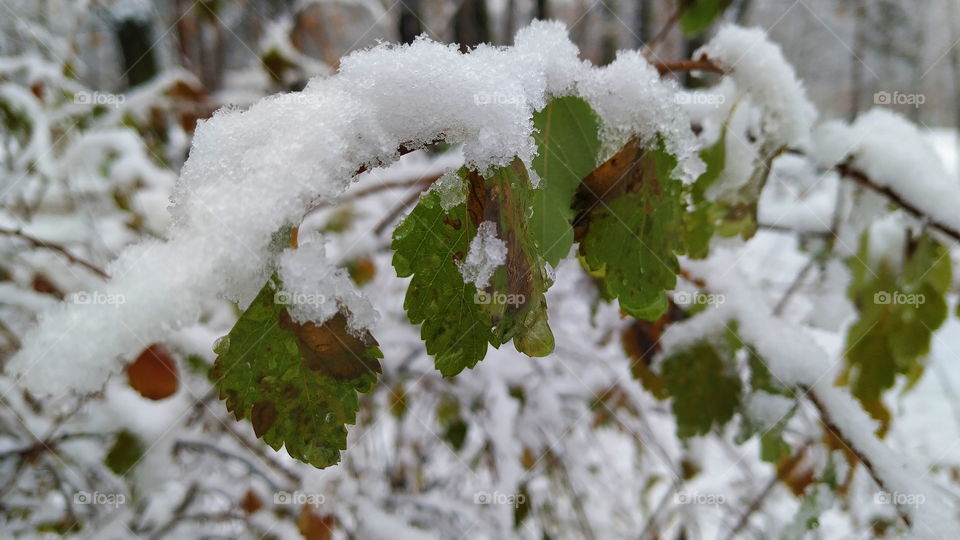 snow lies on the bushes