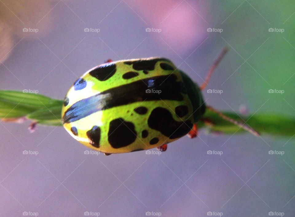 Green ladybug