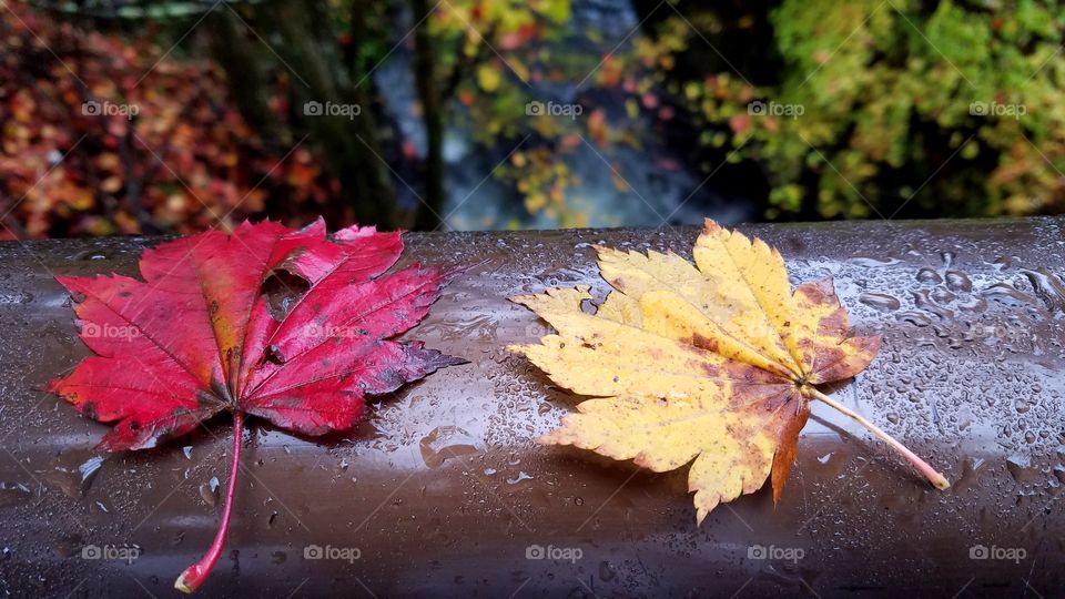 Colorful fall leaves