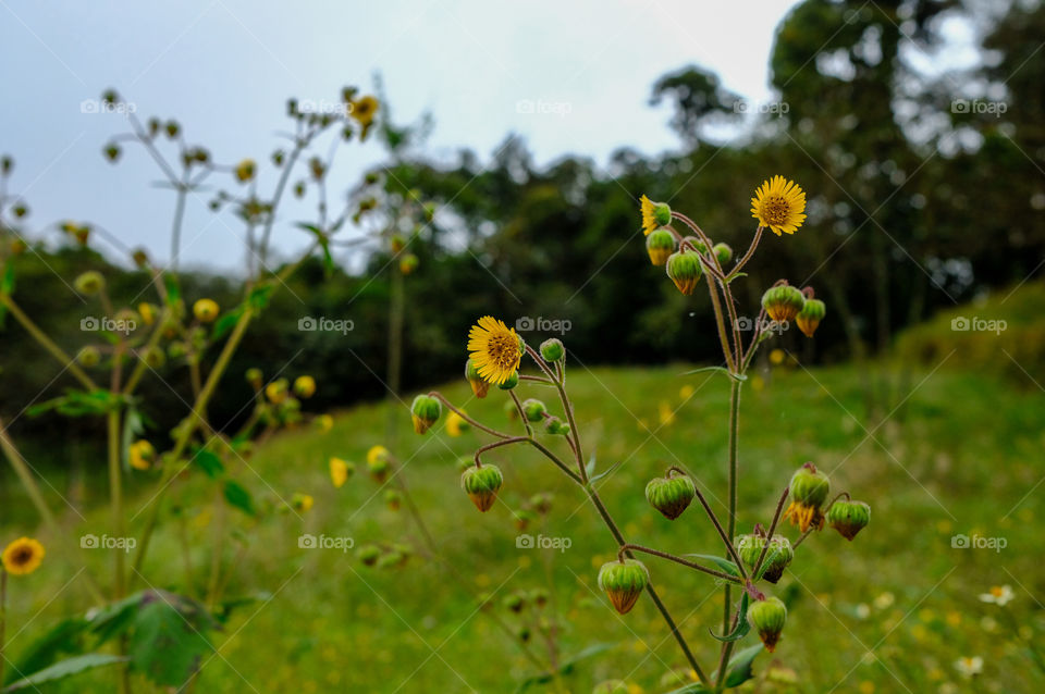 Yellow flowers in the field