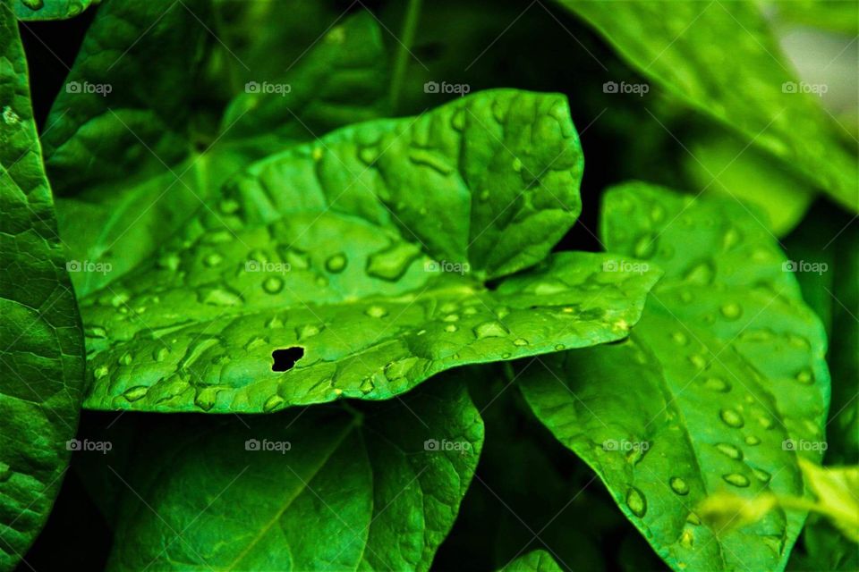 Leaves Close-Up.