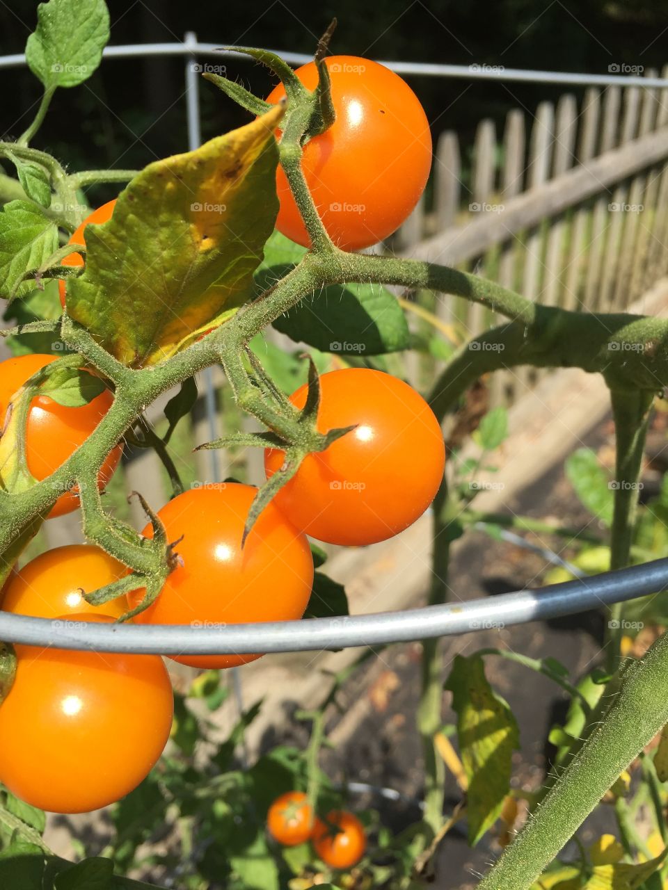 Closeup of orange cherry tomatoes
