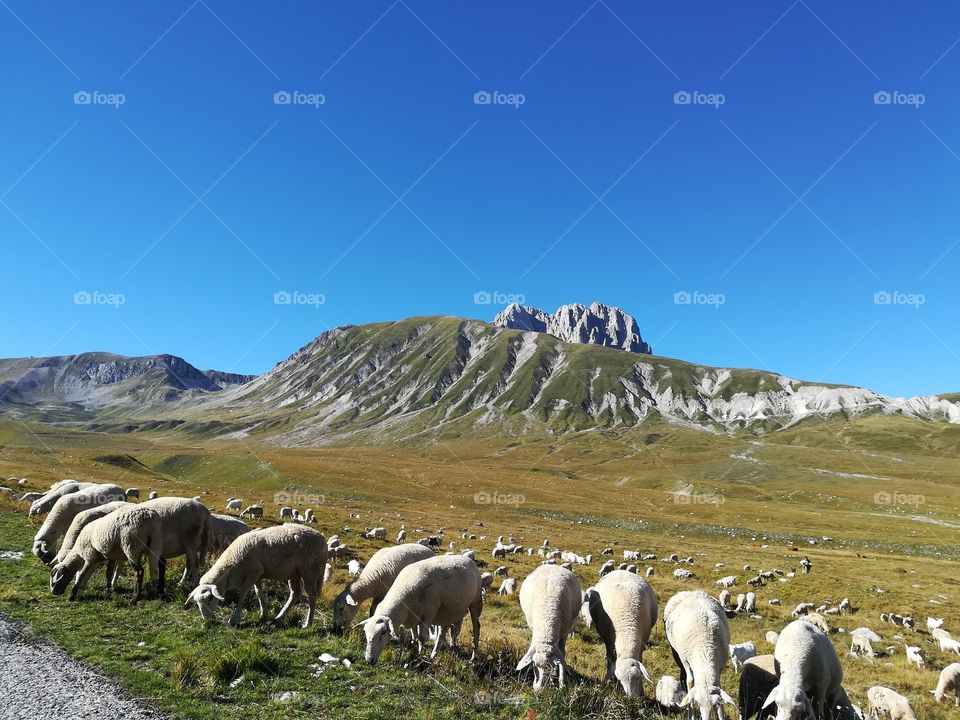 Flock of sheep at the foot of the gran sasso