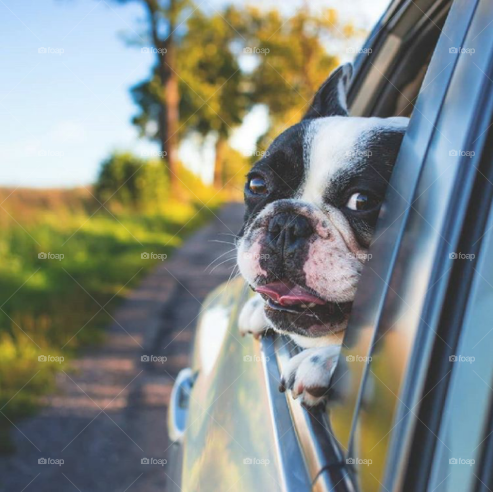 Dog and car