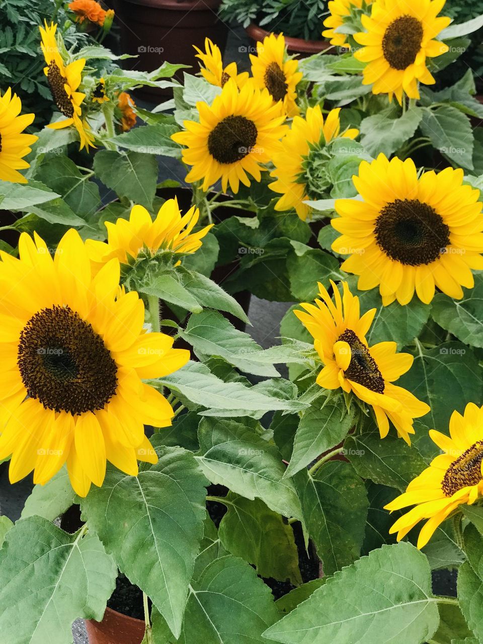 Sunflower plants