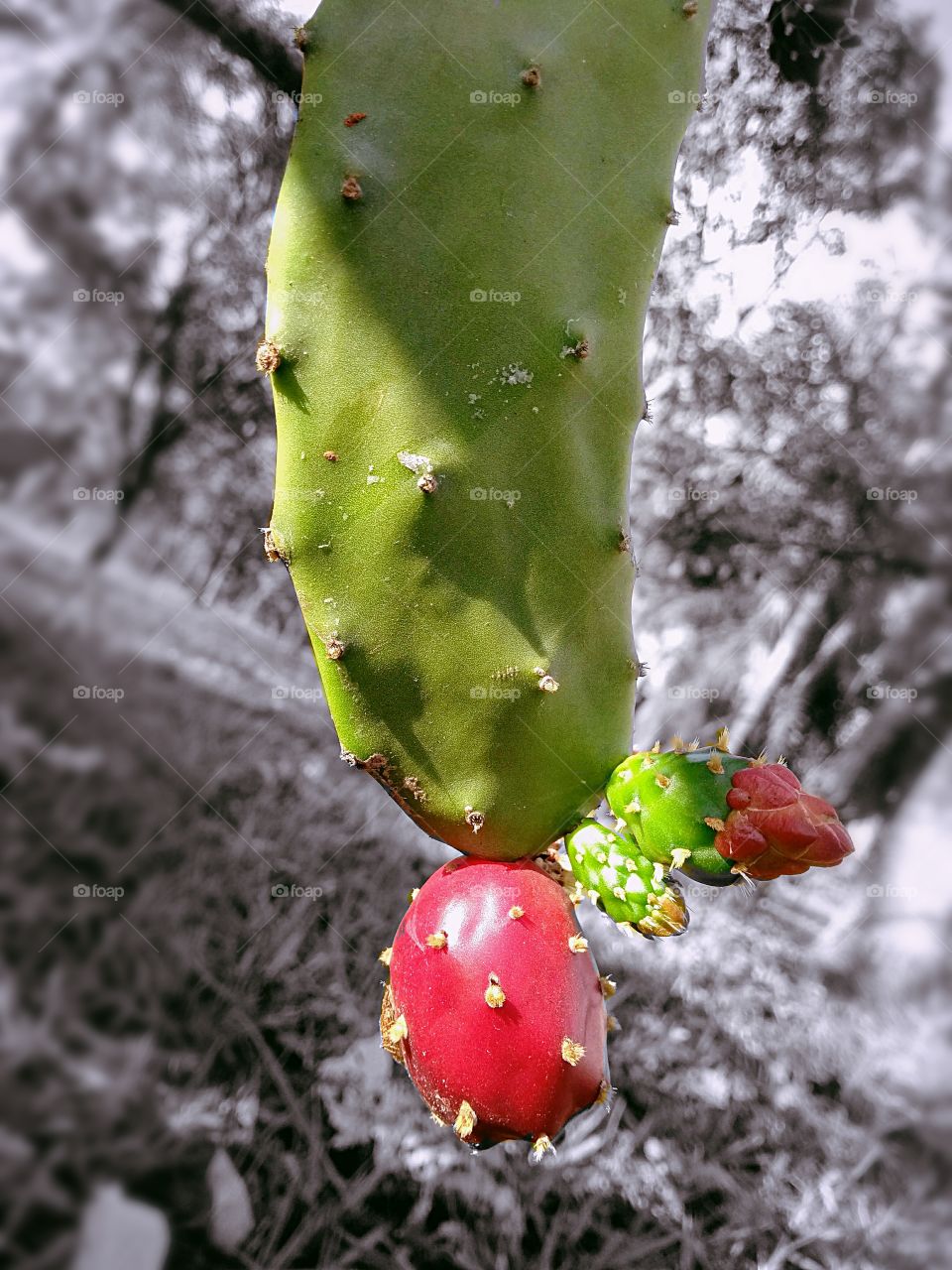 colorful cactus fruit and flower with a black and white background