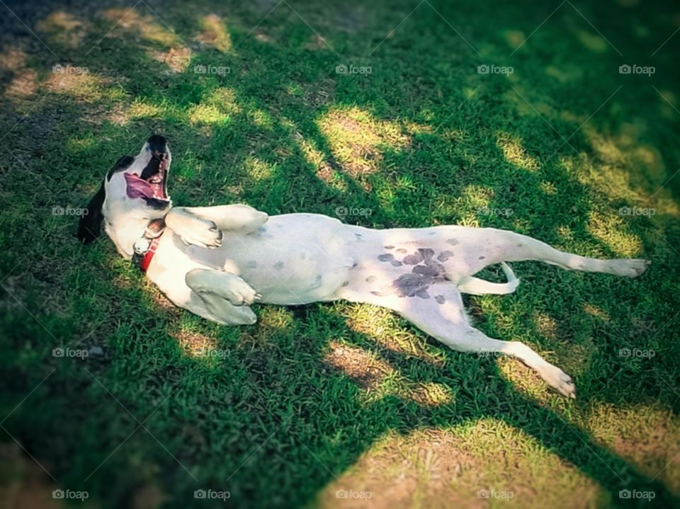 A dog rolls in the grass in Spring