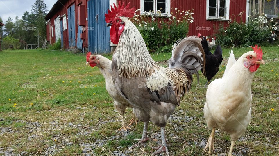 rooster with hens 2
