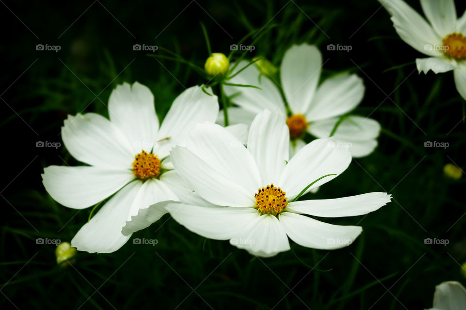 flower Mexican Aster, Cosmos, Cosmea