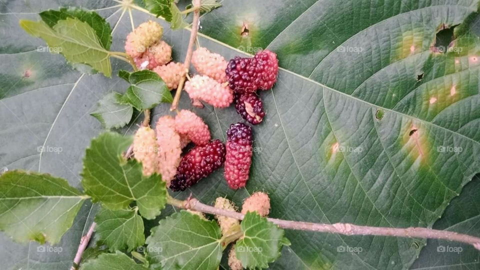 This is the name of the mulberry(Murbe) fruit.