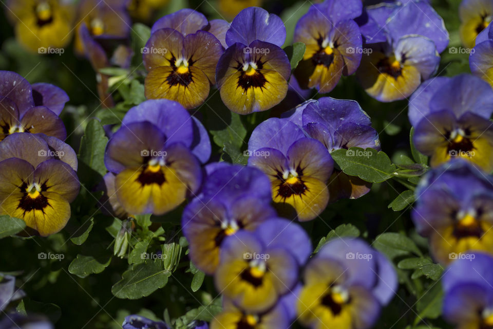 Bunch of Pansies 
