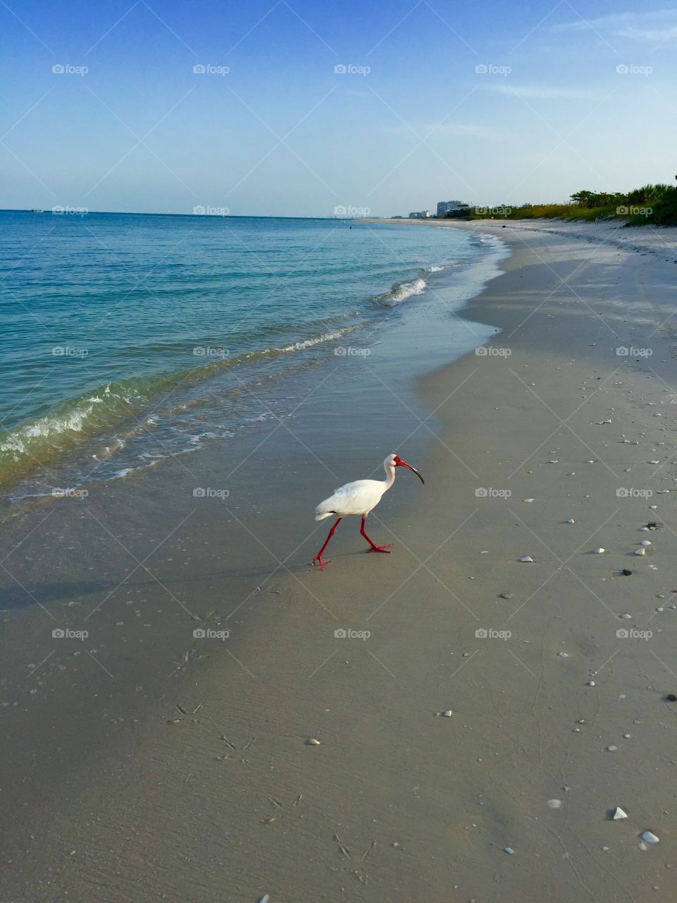 Bird in the beach